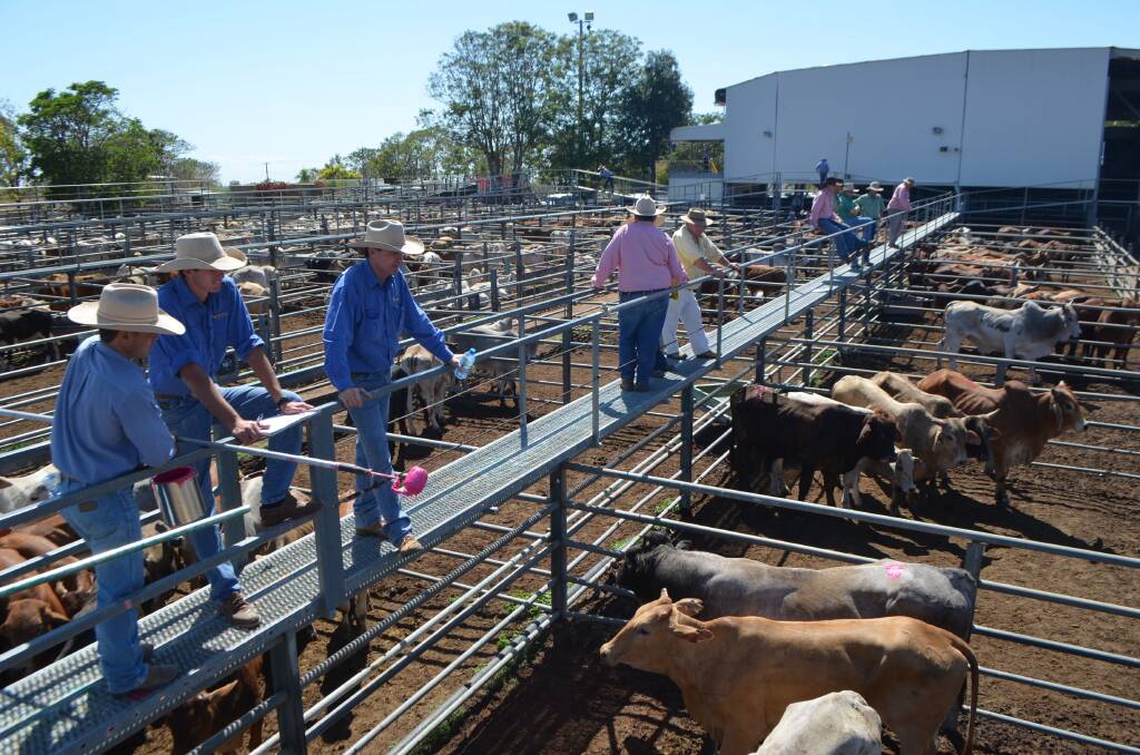 Cattle comprised of mixed quality, with isolated pens of quality cattle at the December 6 Charters Towers prime and store sale.