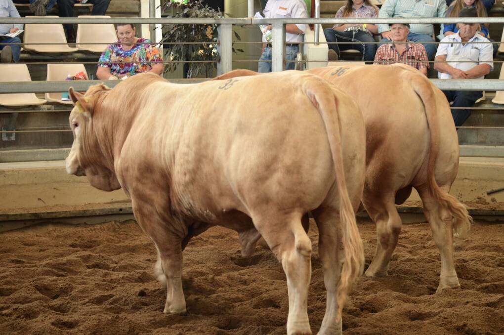 The Charbray breed celebrates 40 years at its national sale on September 20.