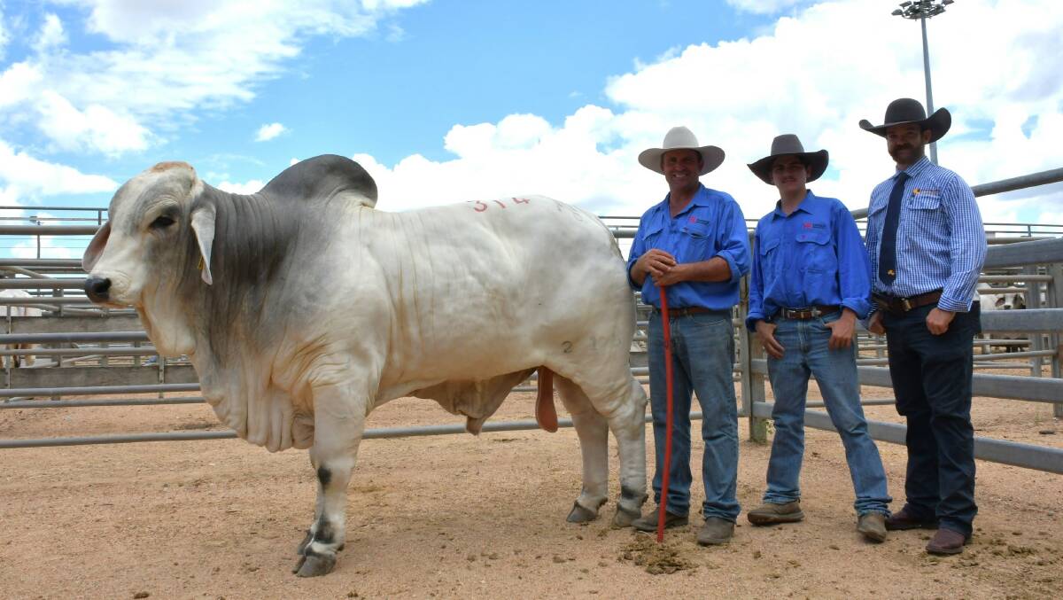 FBC T Ironhide Manso 215T sold to Scott and Vicki Hayes, Yenda V Brahmans, Mundubbera for $45,000. Pictured with Will and jack Fenech, FBC Brahmans, Wowan and Harry Clayton, Queensland Rural, Emerald.