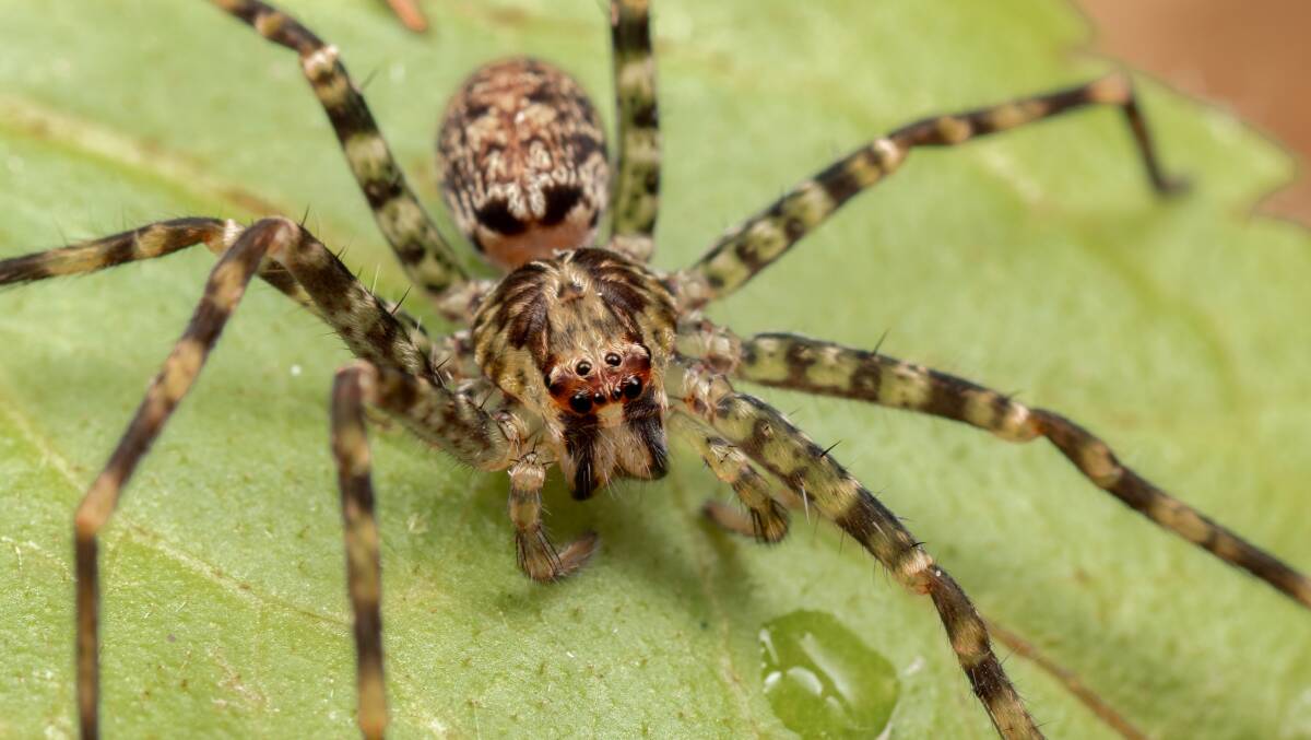 Unwanted visitor: A video of a live huntsman spider inside a sealed bag of salad
leaves bought from a leading retailer went viral on social media. Photo: Shutterstock