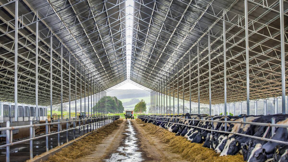 Seven hundred cows spread across two sides of an impressive 13,000 square metre Entegra Ridgeback™ barn. Picture: Supplied