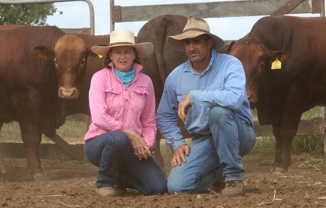 Even line: Jane and Robert Sherry of Wahroonga Belmont Reds will be offering 31 high performing bulls at the upcoming Belmont Australia sale . Picture: Supplied
