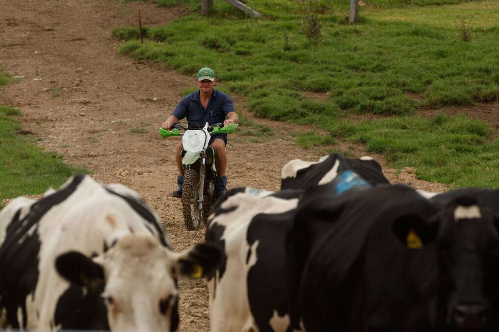Rod Williams guides his herd of Friesian cows towards the dairy. Picture: Max Mason-Hubers