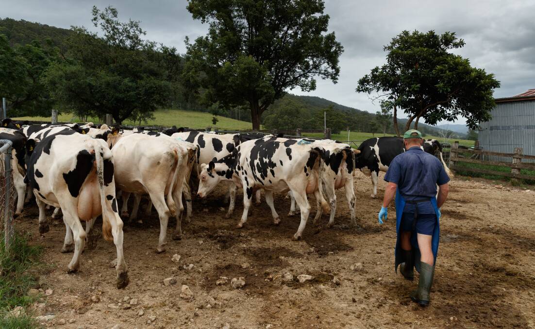 Stroud Road farmer Rod Williams guides his herd of Friesian cows towards the dairy. Picture: Max Mason-Hubers