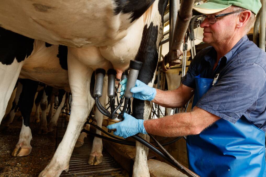 Rod Williams milking one of his 80 cows. Picture: Max Mason-Hubers