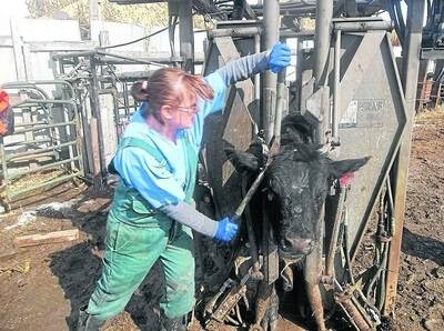 Dehorning is a widespread practice, but more headway is being made in Australia to phase it out.