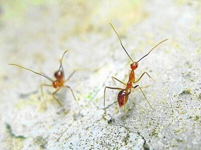 Yellow crazy ants pose a serious environmental threat to plants, wildlife and domestic pets.