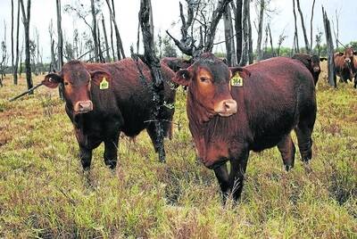 Seven-month-old Belmont-cross steers weaned in May pictured at Berrigurra, Blackwater.