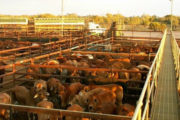 The increased trend continued with all categories well supplied at Longreach where 4941 cattle were yarded. 