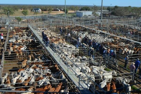 A total of 1331 cattle were yarded at the prime and store sale held at Charters Towers on April 10.