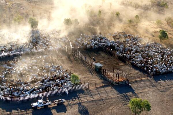 Cattle at Newcastle Waters Station, NT, one of CPC's 19 cattle stations.