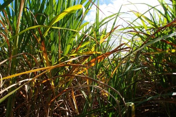SOME of the latest farming advice and an update on Yellow Canopy Syndrome (YCS) will be presented by Sugar Research Australia (SRA) at an information session on Thursday 26 September 2013 in Gordonvale.
