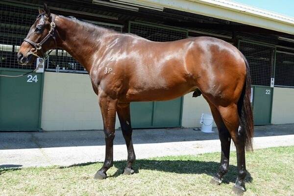 The colt by successful sire Flying Spur out of Rock on Bye that made $220,000 at the recent Magic Millions Gold Coast Horses in Training Sale.