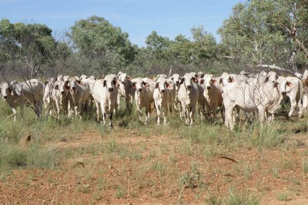 "What grassfed producers of Australia desperately need is one democratically elected body with total control of all monies collected through the levy."