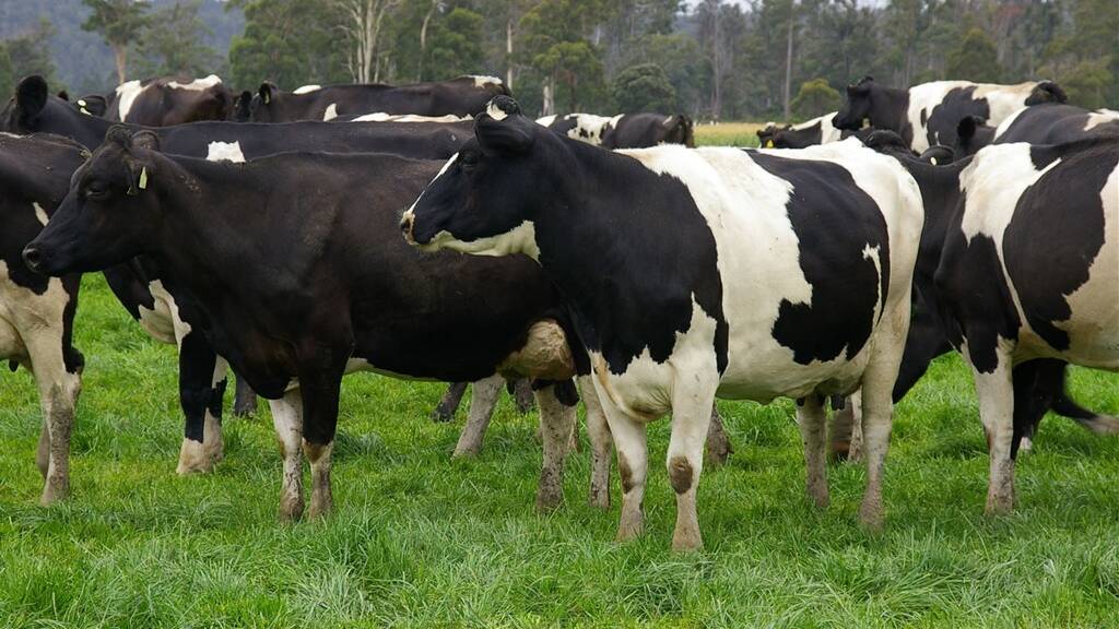 It's peak production season for the dairy industry in Victoria. File picture 