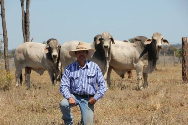 Andrew McCamley, 2AM Brahman Stud, Dingo has targeted the tops of his 2014 sale bulls towards the Lancefield Brahmans Invitation Sale at Gracemere, Rockhampton on Monday, October 27.  The sale represents the 40th auction offering of quality Brahmans carrying the internationally renowned Lancefield bloodlines.