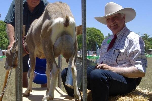 Bob Katter got 'up close and personal' with a dairy goat during the Celebrity Goat Milking Competition. "I was doing this when I was seven years old but I've lost my touch!" Bob admitted.