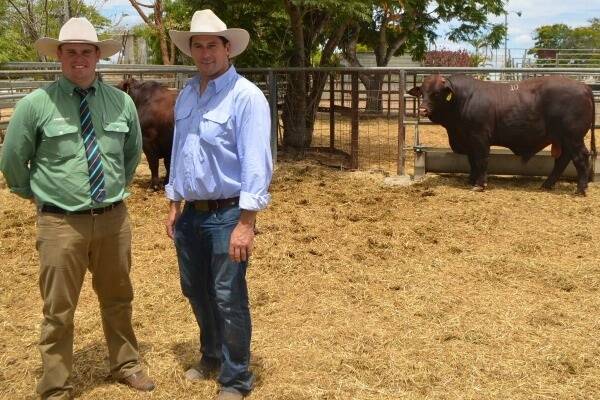 Landmark’s Trent McKinlay and vendor Andrew Bassingthwaighte, Yarrawonga Waco Santa, Wallumbilla, with the top price bull of the Charters Towers Santa Gertrudis Bull Sale, Yarrawonga J862, which was purchased by Lawrence Shadforth, Slogan Downs, Charters Towers for $11,000.