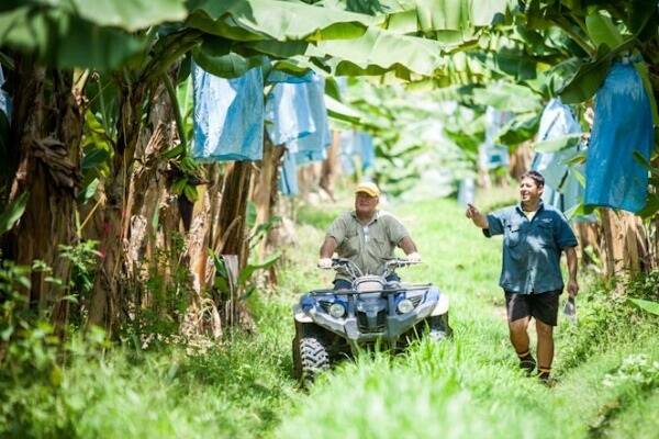 Sam and Steven Lizzio received funding in previous rounds to reduce sediment runoff from their banana farm. Photo: Terrain NRM