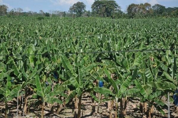 The $600 million North Queensland Banana industry is under threat of extinction due to an outbreak of Panama disease.