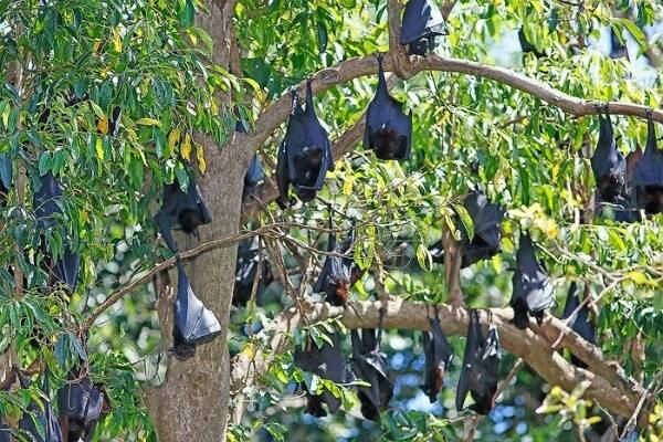 Council received a public petition about the flying fox colony in March and has undertaken extensive research and consultation on the issue. The Walkerston Flying Fox Roost 2015 report was considered by a meeting of council yesterday.
