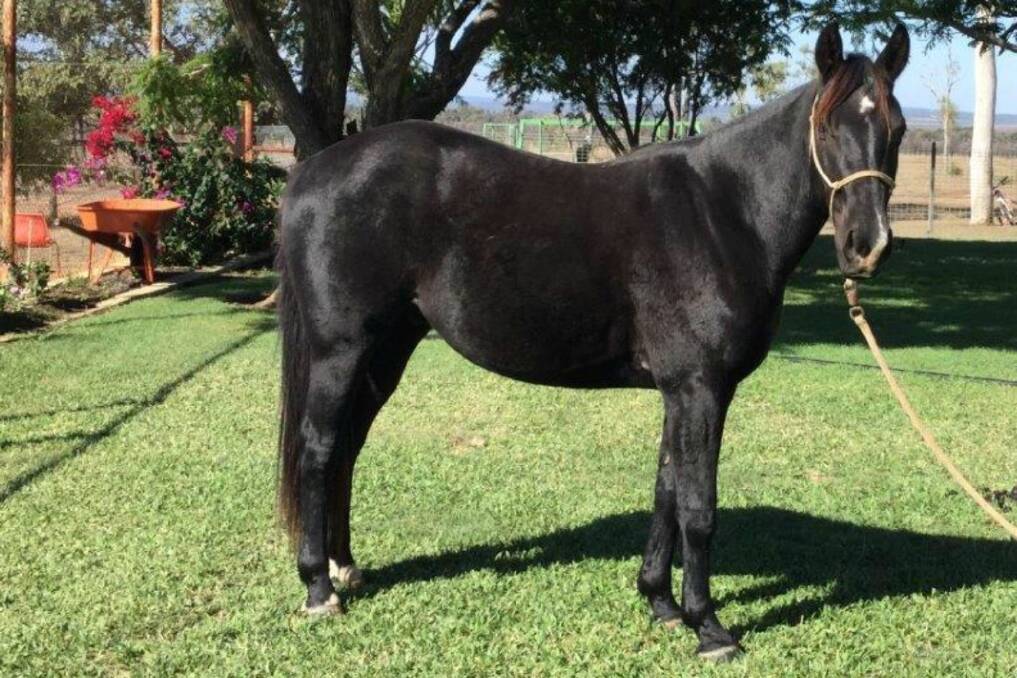 The three year old black gelding Fat Cat will be offered by Middlemount vendor Lance Spannagle. The Who's A Fancy Cat bred gelding has been started on a mechanical cow and is being used for mustering.