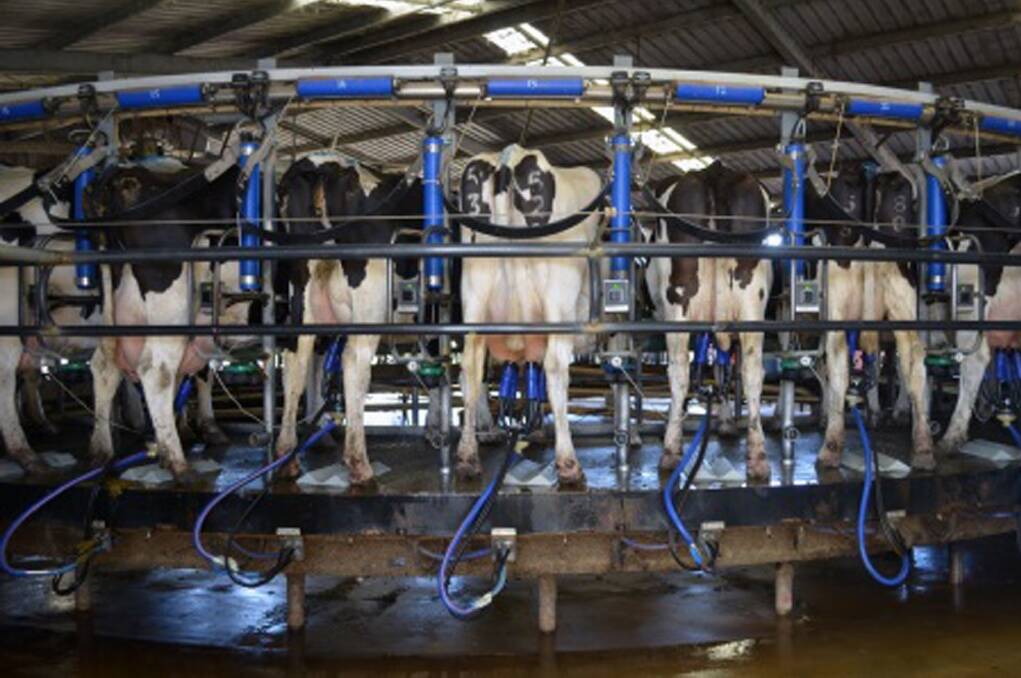 Dairy farmers may have to dump their milk if their storage capacity is overwhelmed by strike action. File picture 