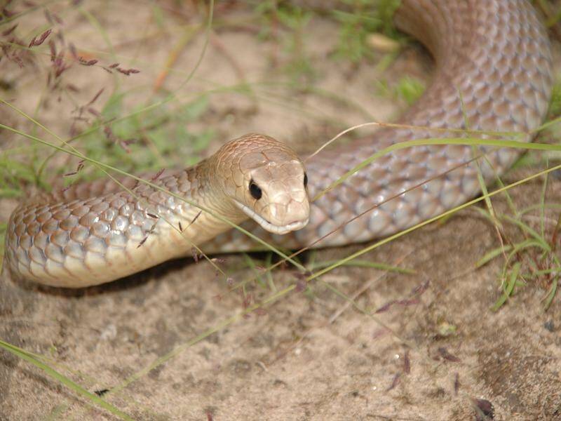 A man has died from an eastern brown snake bite at a home in north Queensland.