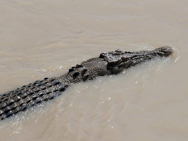 Two large crocodiles were found near where a fisherman went missing in far north Queensland. (Richard Wainwright/AAP PHOTOS)