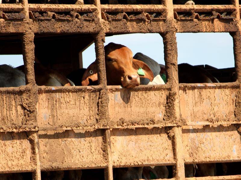 A live export ship believed to be carrying 3000 head of cattle is turning back after an engine fire. (Xavier La Canna/AAP PHOTOS)
