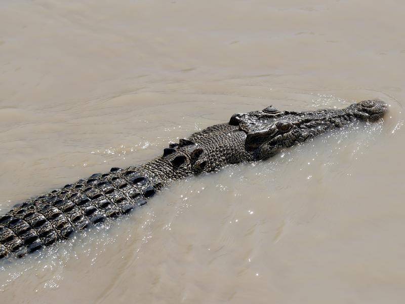 People visiting the Bloomfield River in North Queensland have been told to watch out for crocs. (Richard Wainwright/AAP PHOTOS)
