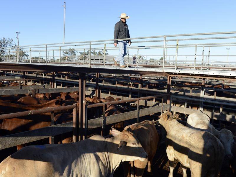 The live cattle industry is one sector to benefit under a new free trade deal with Indonesia.