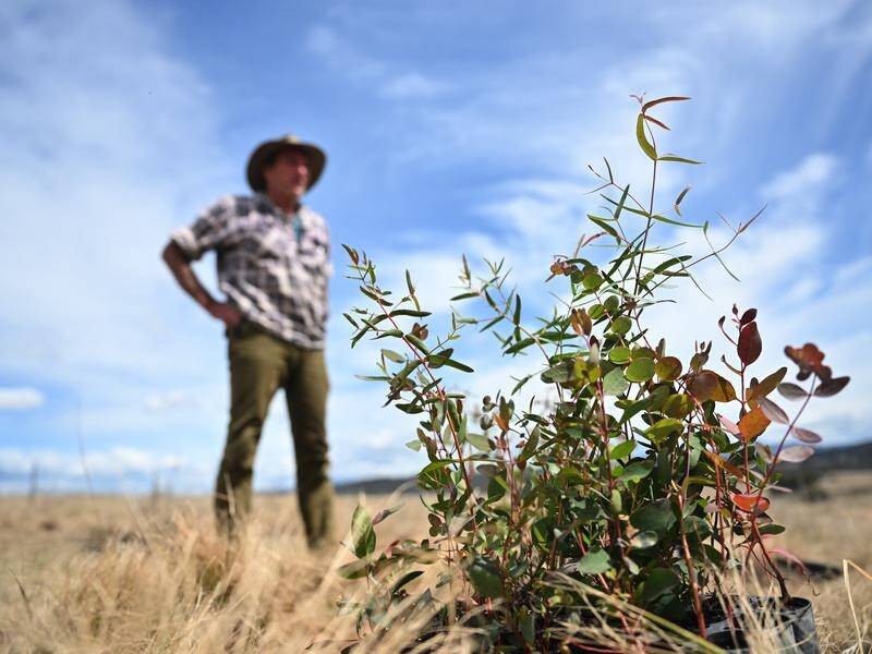 A review has recommended changes to the credit scheme for carbon offset projects like revegetation. (Mick Tsikas/AAP PHOTOS)