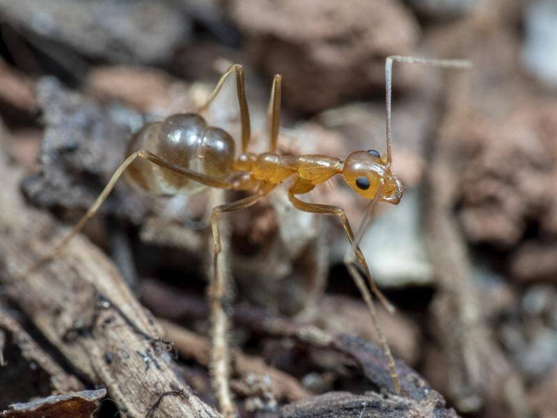 Yellow crazy ants can have a devastating effect on skinks and some Australian endangered frogs. Picture: QCL File