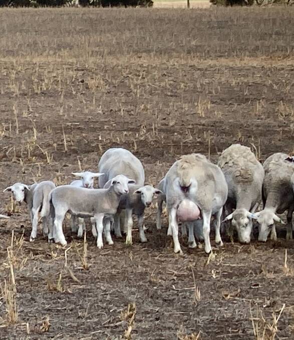 GOOD MOTHERS: UltraWhite ewes have good fertility, milk well and can rear twins and triplets.
