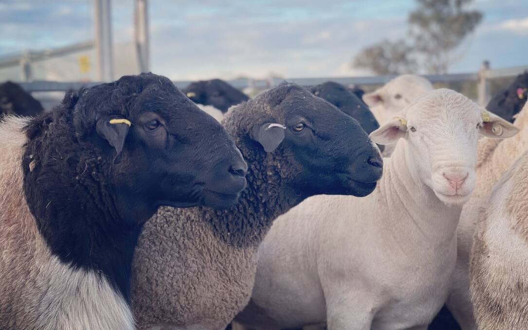 Burrawang Dorper stud will offer 25 White Dorper and 75 Dorper rams at its sale.