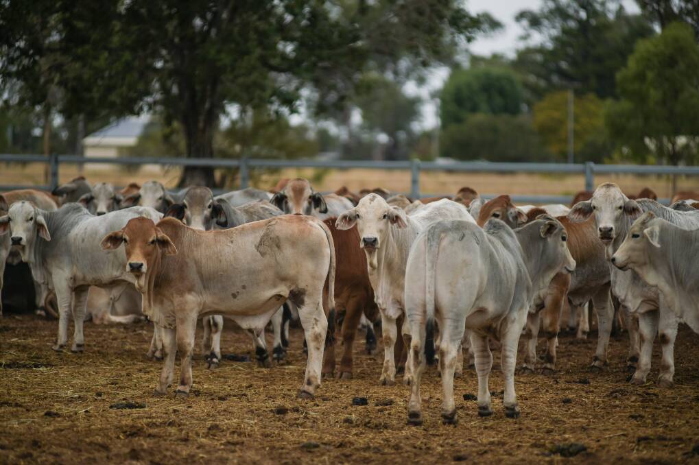 Some second round of weaners at Junee property near Dingo on Queensland's Central Highlands. Photo - Kelly Butterworth. 