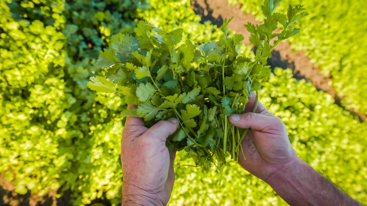 Coriander is a core crop for the business. 