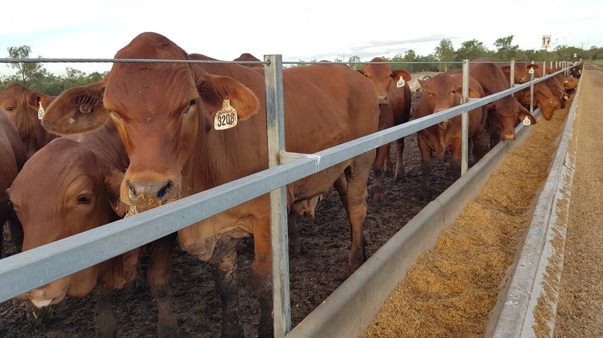 Mungalla cattle at Duaringa Station Feedlot. Photo - Sarah Donovan, Duaringa Station Feedlot. 