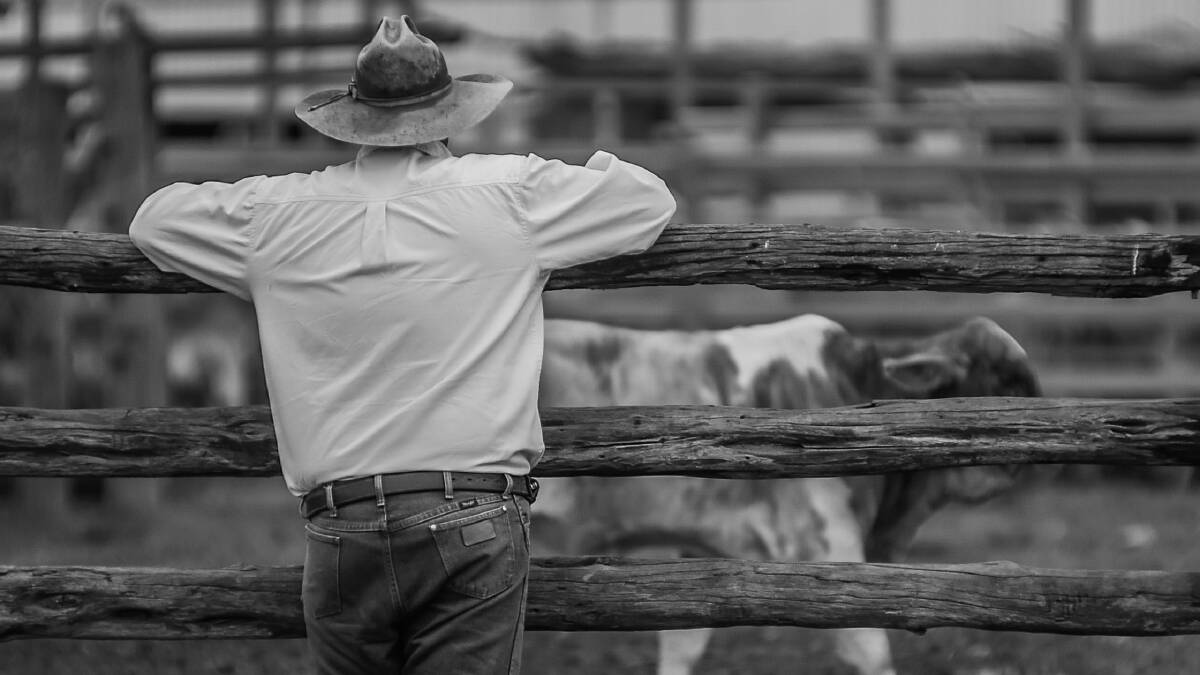 Keeping an eye on the cattle at Junee.