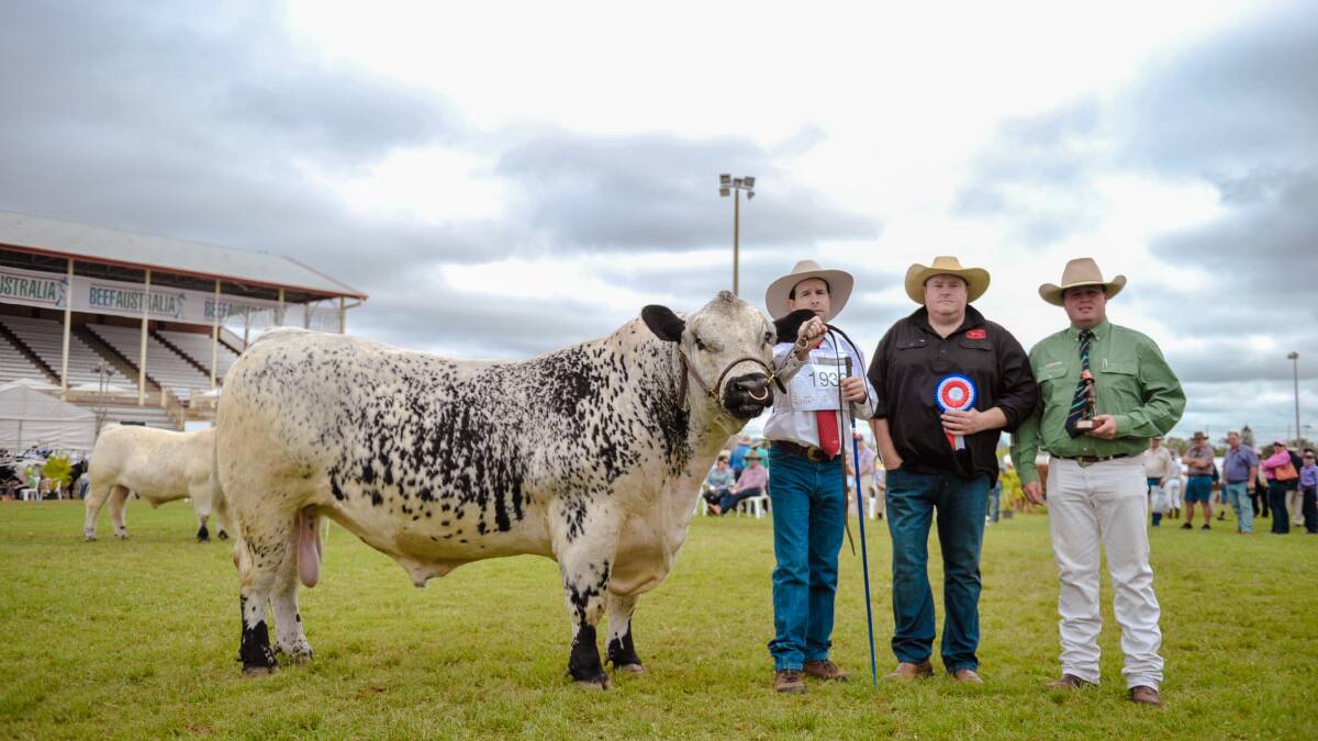 Winner: Speckle Park Grand Champion Male Wattle Grove Smoke and Mirrors, with fitter Anthony Flint, Wattle Grove Speckle Cattle owner Dale Humphries and sponsor James Saunders, Landmark Mackay.