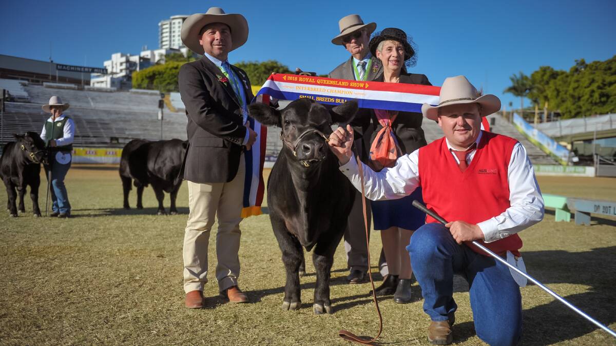 Mason Farm Zeffaskye (AI), an Ausline bull owned by Tracey Krahenbring and exhibited by Troy Nuttridge, took out the interbreed bull. Pictured with judges Marty Rowlands and Hilary O'Leary, and Jane Thomas. 