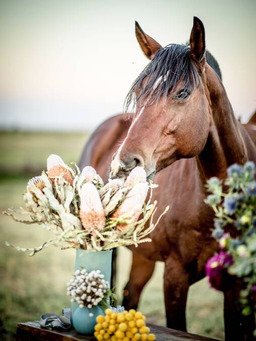 One of the Murphy family's horses, Texas, checking out some arrangements. Photo - Supplied. 