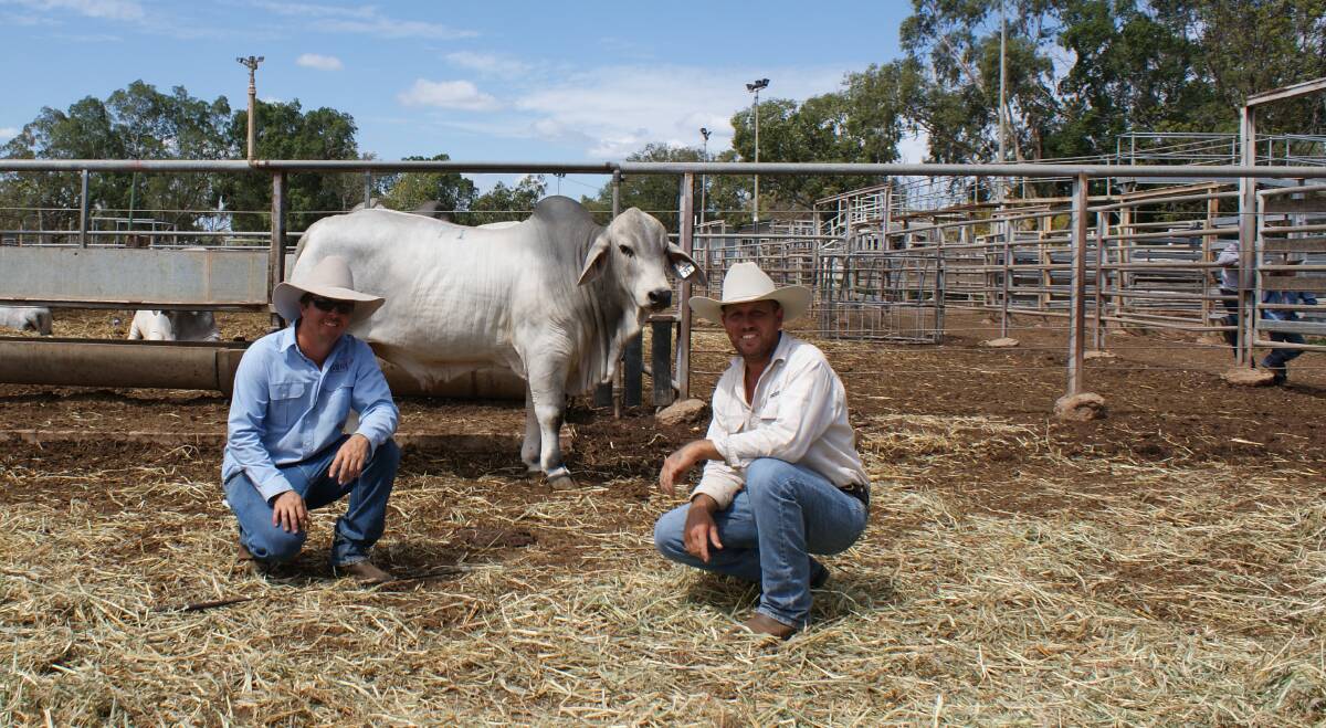 Second top price bull Palmal 8916 (PP) with vendor Edward McCamley and buyer Stewart Borg, Leichhardt Brahmans, Sarina.