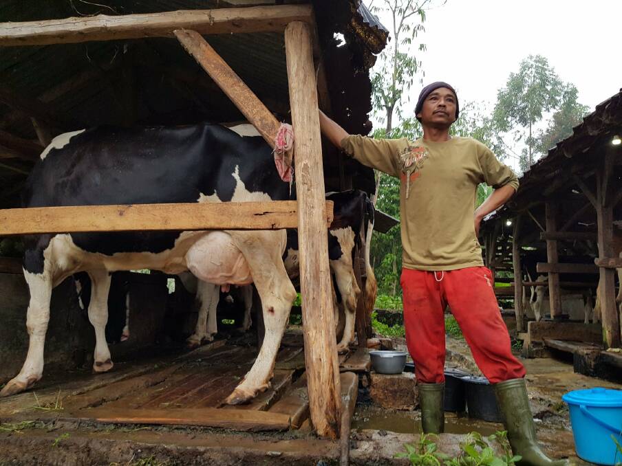 A smallholder dairy farmer in West Java, Indonesia, who is participating in studies under the IndoDairy project. Photo: University of Adelaide.