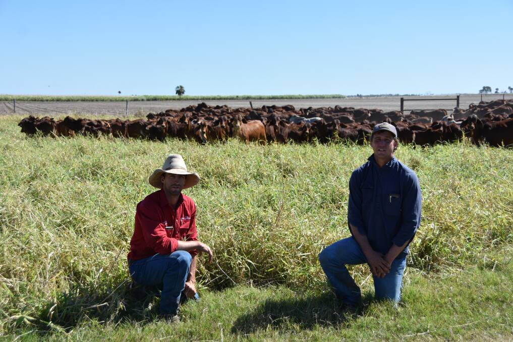 Jeffrey and Graham Searle with their red Brahman weaners at The Pocket.