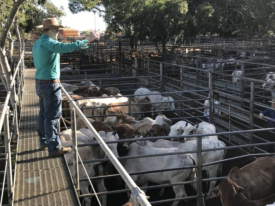 Agents are gearing up for the Mareeba Saleyards 70th anniversary event this Friday.