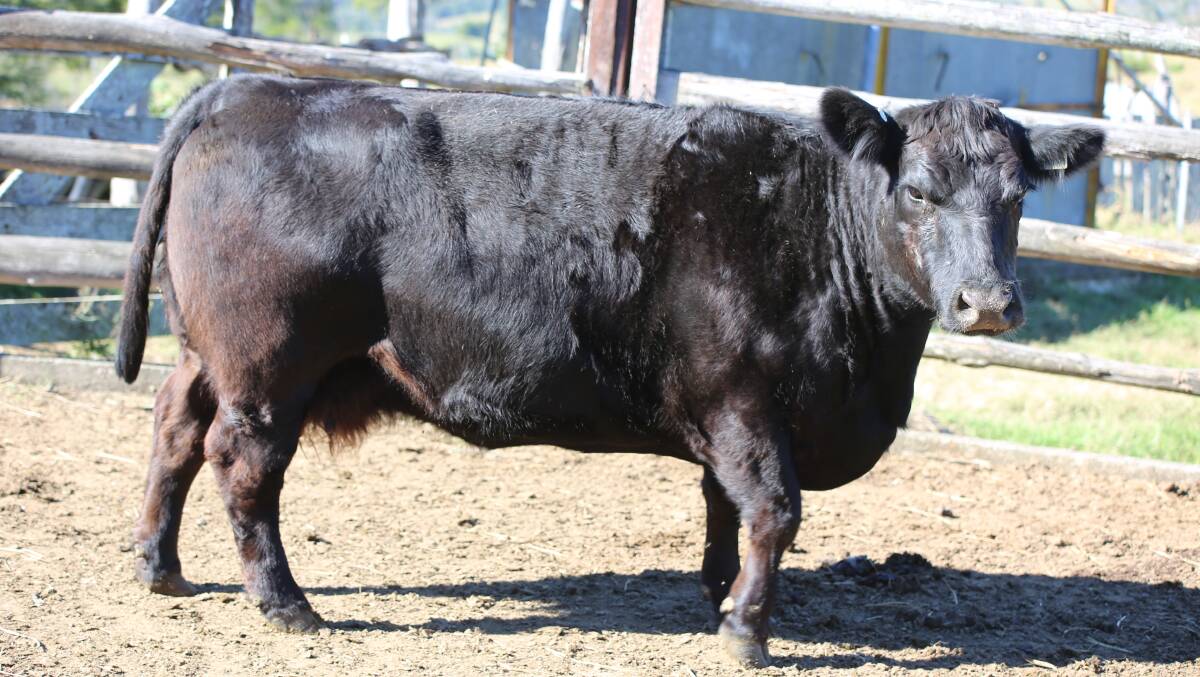 A Lowline steer was brutally killed on a property near Rockhampton. (File image).