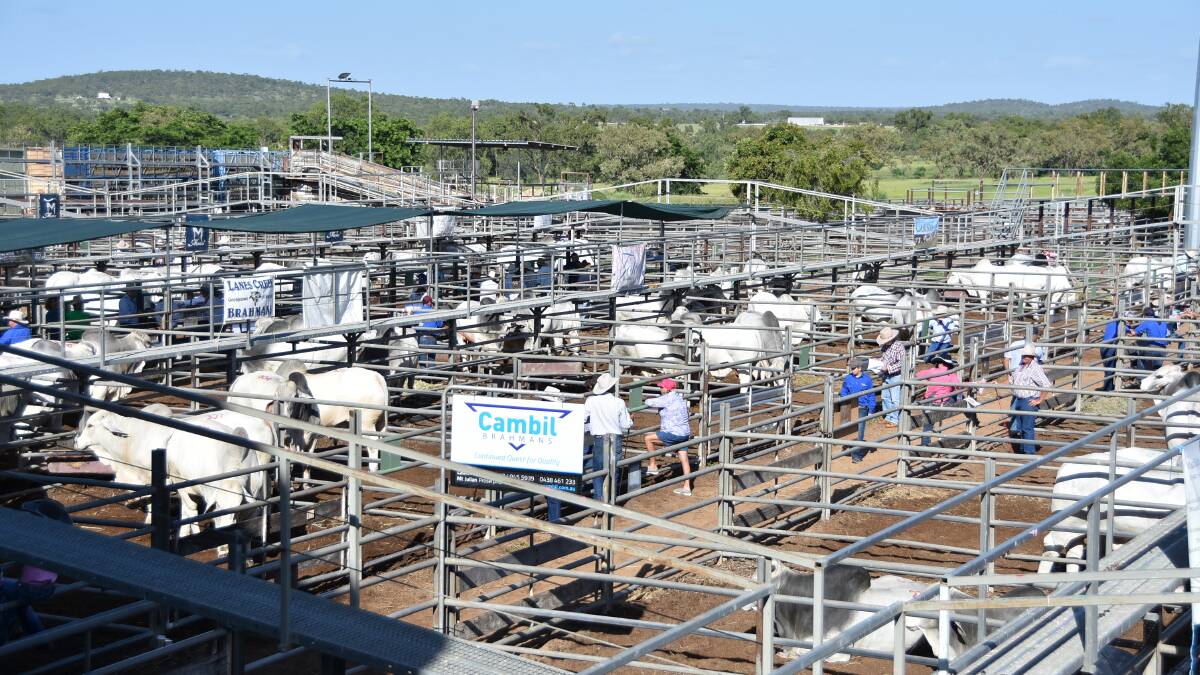 Buyers check out the grey Brahmans at Big Country in Charters Towers last week. Photo: Jessica Johnston.