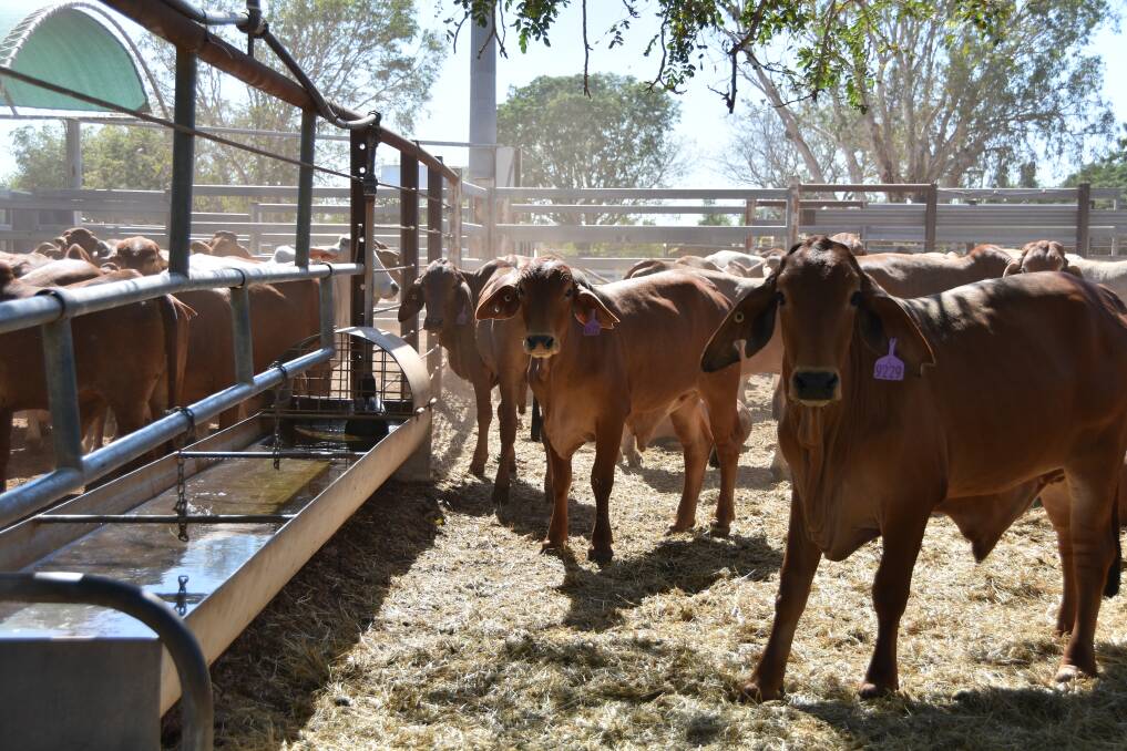 Phasing out live export would have dire consequences for the North's graziers.